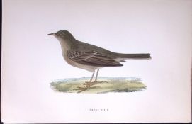 Tawny Pipit Rev Morris Antique History of British Birds 130 Years-Old Engraving-170