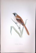 Bearded Titmouse Rev Morris Antique History of British Birds 130 Years-Old Engraving-71