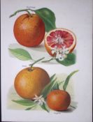Oranges Blood Orange, Sustain, Tangerine, Antique Mary Rivers Fruit Illustration-9.