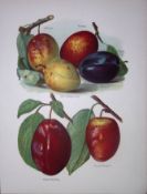 Plum-Jefferson, Victoria, Pondâ€™s, Antique Mary Rivers Fruit- Illustration-56