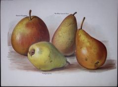 Pears Leon le Clerc, Portugal Quince, Durondeau, Antique Mary Rivers Illustration-15.