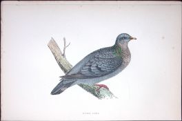 Stock Dove Rev Morris Antique History of British Birds 130 Years-Old Engraving-40