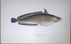 Greater Forkbeard Fish Scarce Antique 1877 J. Couch Woodblock Engraving-78
