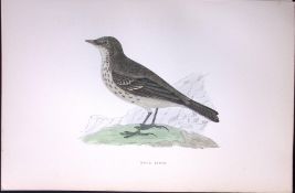 Rock Pipit Rev Morris Antique History of British Birds 130 Years-Old Engraving-175