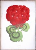 Geranium Flower Antique Shirley Hibbard Greenhouse Coloured Print-16