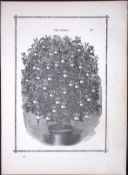 The Fuchsia Antique Shirley Hibbard Greenhouse Black & White Print-42