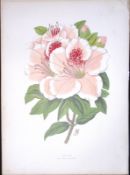 Azalea Flower Antique Shirley Hibbard Greenhouse Coloured Print-26