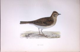Sky Lark Rev Morris Antique History of British Birds 130 Years-Old Engraving-180