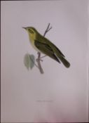 Wood Warbler Rev Morris Antique History of British Birds 130 Years-Old Engraving-124