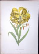 Lecithinâ€™s Lily Flower Antique Shirley Hibbard Greenhouse Coloured Print-13