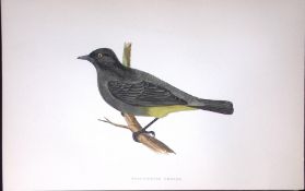 Gold Vented Thrush Rev Morris History of British Birds 130 Yrs-Old AntiqueEngraving-91