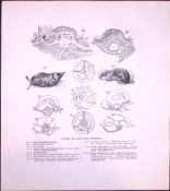 Plan Of a Mole Fortress Rare Limited-Edition J.G. Millais Antique Print.