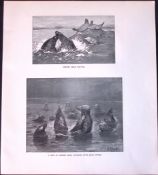 Common Seals Fighting Limited-Edition J.G. Millais Antique Print.