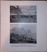 Sheep Hebridean, St Kildaâ€™s, Soay Rare Limited-Edition J.G. Millais Antique Print.