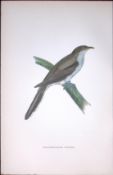 Yellow Billed Cuckoo Rev Morris Antique History of British Birds 130 Years-Old Engraving-49