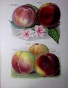 Peaches-Groose, Bellegarde, Goshawk, Dymond, Antique Mary Rivers Illustration-48