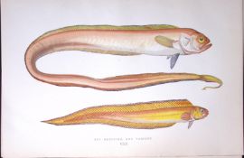 Red Sandfish Variety Fish Scarce Antique 1877 J. Couch Woodblock Engraving-247