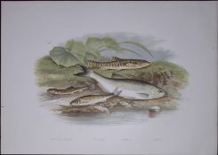 Loach, Minnow, Bleak Rev Houghton British Freshwater Fish 1879 Scarce Wood Engraving-26