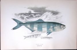 Pilot Fish Scarce Antique 1877 J. Couch Woodblock Engraving-226