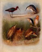 Archibald Thorburn Antique Scarce 2nd Edition Bird Print Heron & Bittern-41