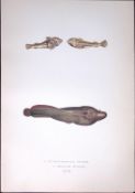 Cornish & Doubly Spotted Sucker Antique 1877 J. Couch Woodblock Engraving-250
