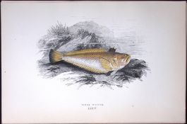 Viper Weever Fish Scarce Antique 1877 J. Couch Woodblock Engraving-218