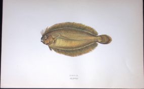 Megrim Fish Scarce Antique 1877 J. Couch Woodblock Engraving-172