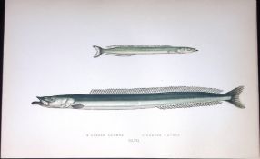 Lesser & Larger Launce Fish Scarce Antique 1877 J. Couch Woodblock Engraving-200
