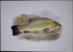 Tench Rev Houghton British Freshwater Fish 1879 Scarce Engraving-30