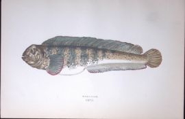 Wolf-Fish Scarce Antique 1877 J. Couch Woodblock Engraving-245