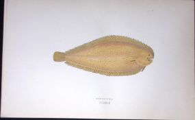 Solenette Fish Scarce Antique 1877 J. Couch Woodblock Engraving-182