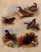 Thorburn Antique Scarce 2nd Edition Large Bird Print the Thrush- Family-2.