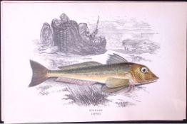 Gunnard Fish Scarce Antique 1877 J. Couch Woodblock Engraving-207