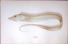 Remora Fish Scarce Antique 1877 J. Couch Woodblock Engraving-228