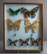 Diorama / Schaukasten