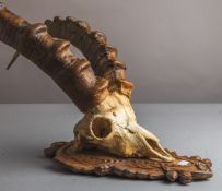 Geweih eines Steinbocks (um 1900)