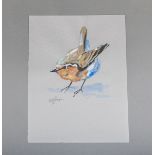 Bettag, Franz-Joseph (geb. 1959), Braunkehlchen
