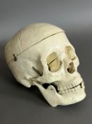 A decorative replica human skull, top of the skull comes off to show the insides. Height