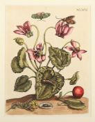 Merian, Maria Sibylla, 