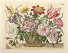 Merian, Maria Sibylla, 