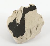 Fragment einer Verzierung des Kölner Doms, Stein (Trachyt), wohl 2.H.19.Jh.