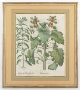 Basilius Besler, Blatt aus dem Hortus Eystettensis, 17.Jh., R.