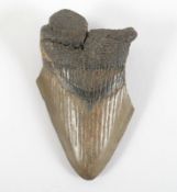 versteinerter Zahn eines Megalodon, wohl Neolithikum