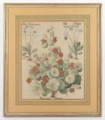Basilius Besler, Blatt aus dem Hortus Eystettensis, 17.Jh., R.