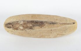 Fossil eines Fisches, Stein, ca. 200 Millionen Jahre alt