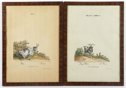 Ridinger, Ochse und Ziegenbock, zwei kolorierte Kupferstiche, R.