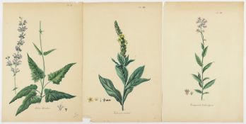 Konvolut botanische Stiche, 10 Blätter