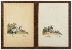 Ridinger, Ochse und Ziegenbock, zwei kolorierte Kupferstiche, R.