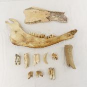 Horse Jaw, Scapula & Horse or Cow Teeth