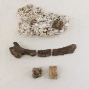 Unknown Fossilized Dinosaur Vertebra & Other